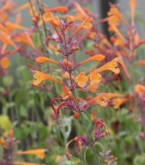 Agastache Apricot Sprite - Agastache aurantiaca - semená - 20 ks