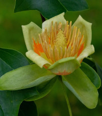 Ľaliovník tulipánokvetý - Liriodendron tulipifera - semená - 10 ks