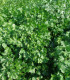 Semená petržlenu – Petržlen Fest vňaťový – Petroselinum crispum