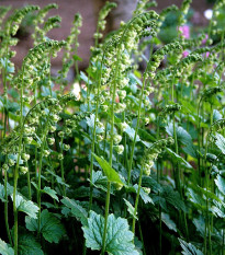 Mitrovka veľkokvetá - Tellima grandiflora - semená - 0,02 g