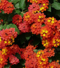 Lantana menlivá - Lantana camara - semená - 10 ks