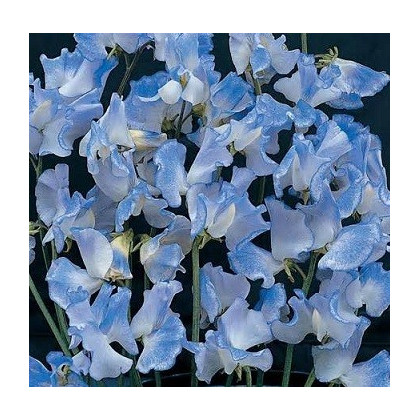 Hrachor popínavý modrý - Lathyrus odoratus - semená - 20 ks