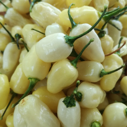 Chilli Habanero biele - Capsicum annuum - semená chilli - 6 ks