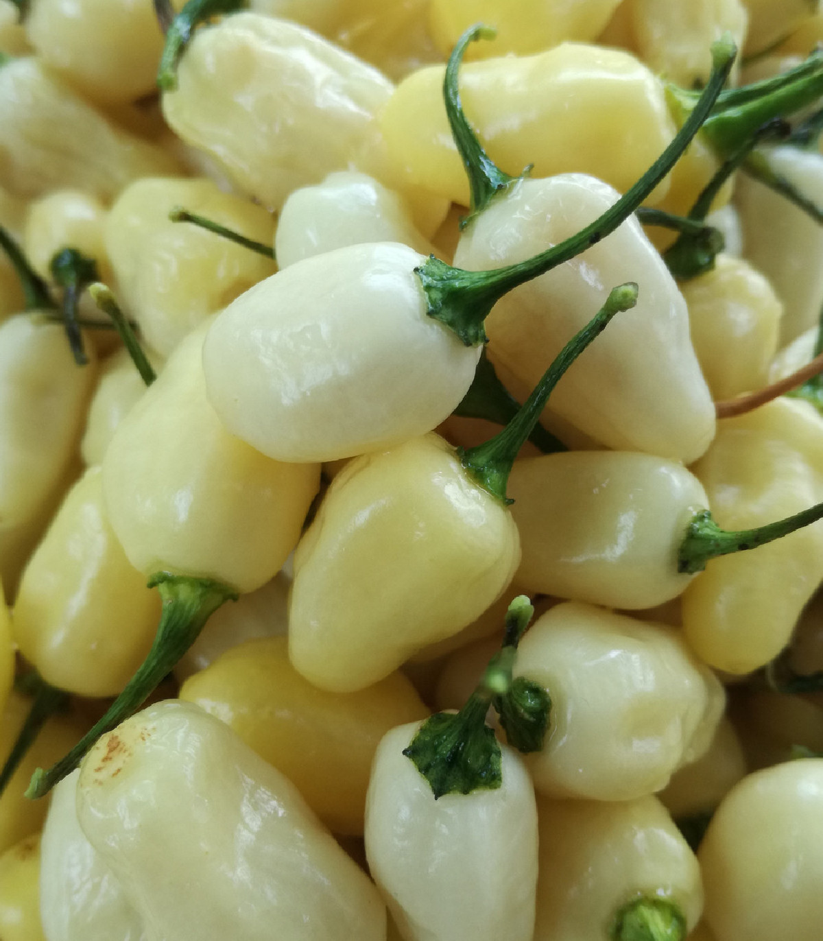 Chilli Habanero biele - Capsicum annuum - semená chilli - 6 ks