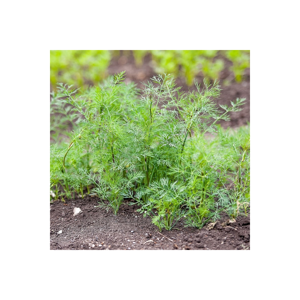 Kôpor voňavý Oliver - Anethum graveolens - semená - 500 ks