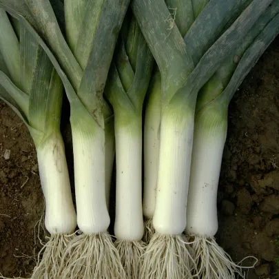 Pór zimný Winner - Allium porrum - semená - 300 ks