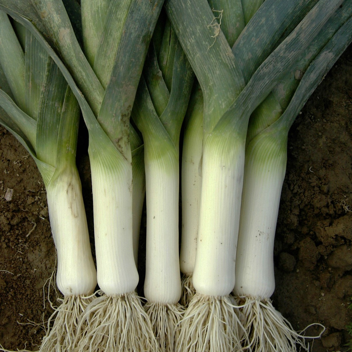 Pór zimný Winner - Allium porrum - semená - 300 ks