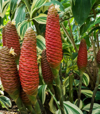 Zázvor bengálsky - Zingiber rubens - semená - 4 ks