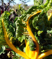 Mangold žltý Giallo - Beta vulgaris - semená - 60 ks
