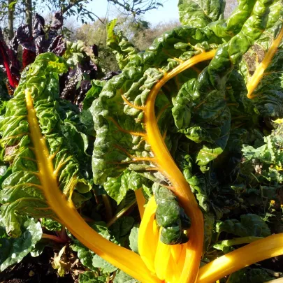 Mangold žltý Giallo - Beta vulgaris - semená - 60 ks