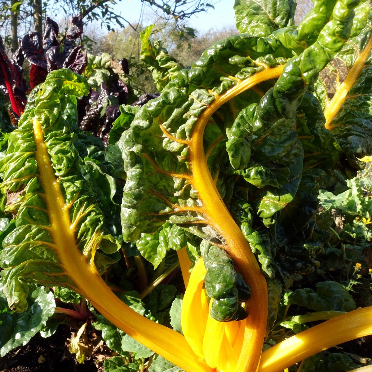 Mangold žltý Giallo - Beta vulgaris - semená - 60 ks