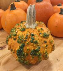 Tekvica Knuckle Head F1 - Cucurbita pepo - semená - 4 ks