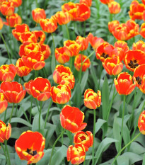 Tulipán Banja Luka - Tulipa - cibuľoviny - 3 ks