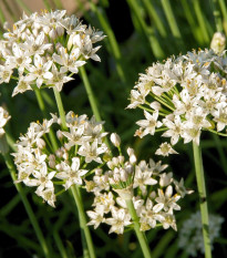 Pažítka čínska Neko - Allium tuberosum - semená - 20 ks