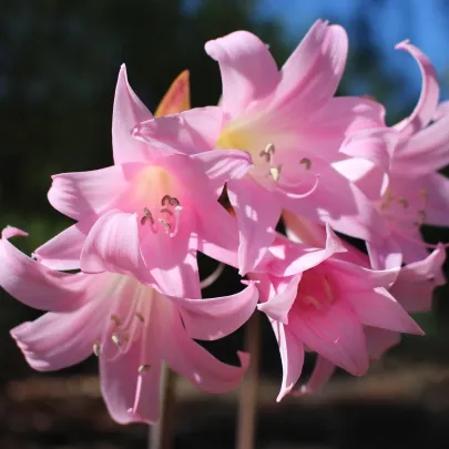 Amarylis Belladonna - Amaryllis - cibuľoviny - 1 ks