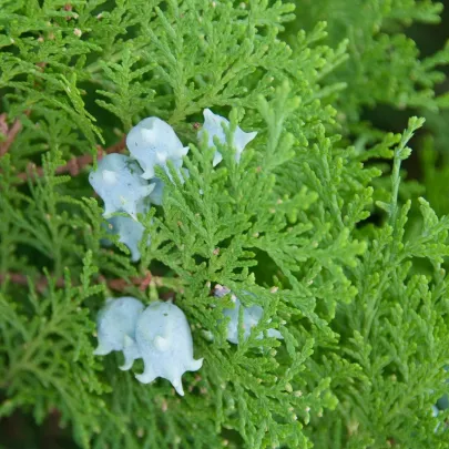 Tuja orientálna - Platycladus orientalis - semená - 20 ks