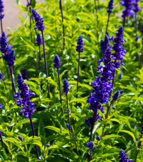Šalvia transylvánska Blue Spires - Salvia transsylvanica - semená - 12 ks