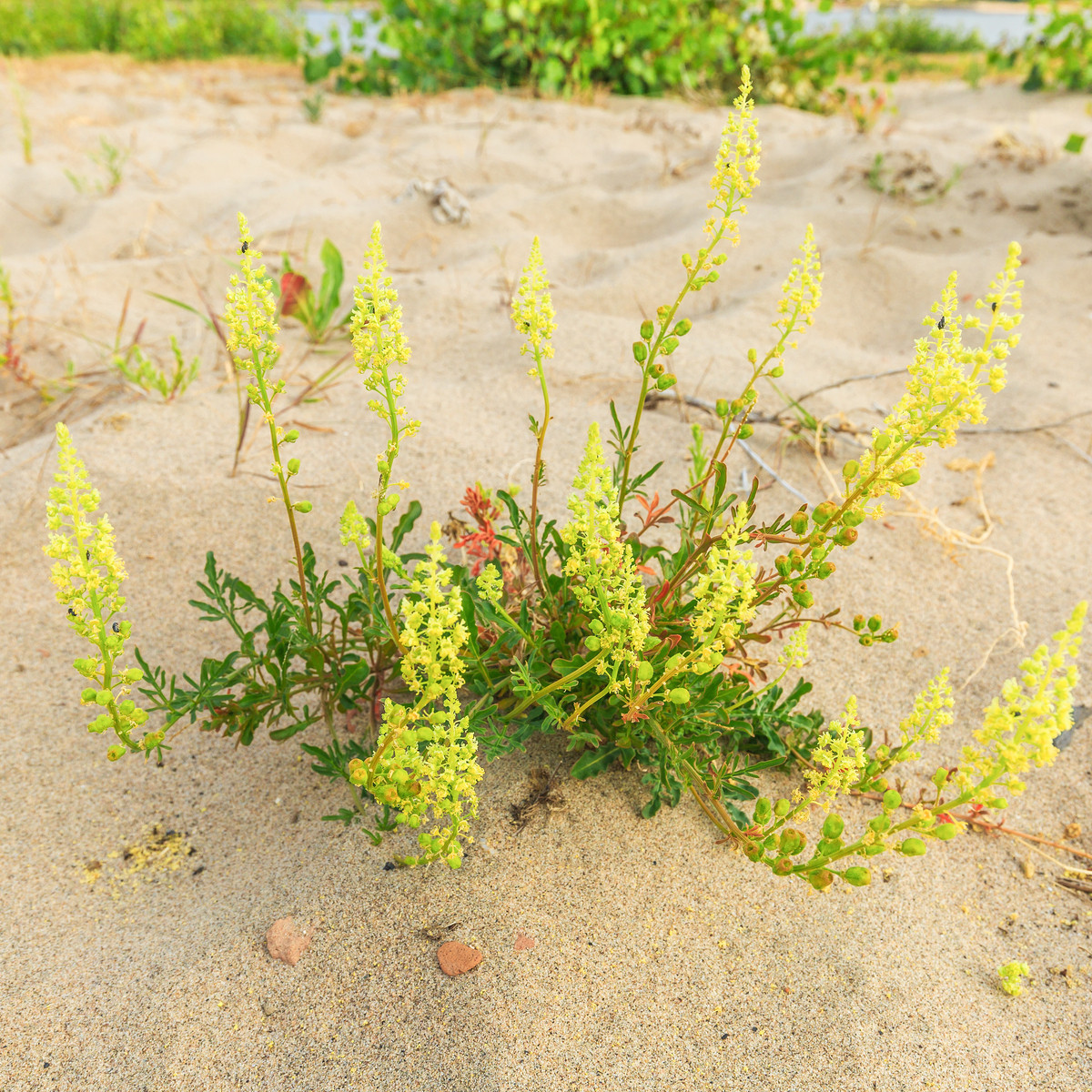 Rezeda žltá - Reseda lutea - semená - 50 ks
