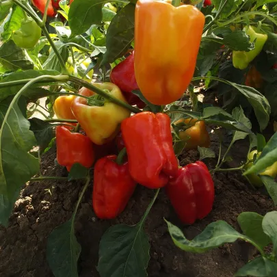 Paprika Citrína skorá - Capsicum annuum - semená - 40 ks