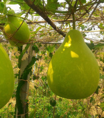 Indická uhorka Permaroma F1 - Lagenaria siceraria - semená - 6 ks