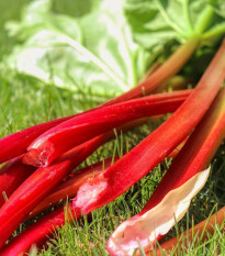 Rebarbora Viktoria - Rheum palmatum - semená - 20 ks