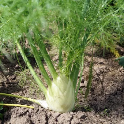 Fenikel buľvový Zefa fino - Foeniculum vulgare - semená - 100 ks