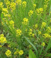 Barborka všeobecná - Barbarea verna - semená - 150 ks