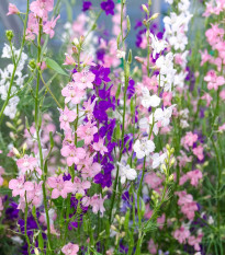 Ostrôžka záhradná hyacintokvetá zmes - Consolida ajacis - semená - 300 ks