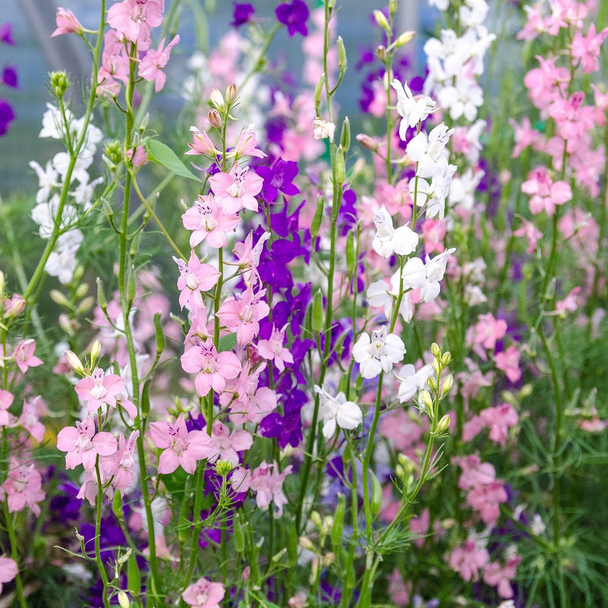 Ostrôžka záhradná hyacintokvetá zmes - Consolida ajacis - semená - 300 ks