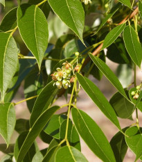 Mahagon - Swietenia Mahagoni - semená - 15 ks