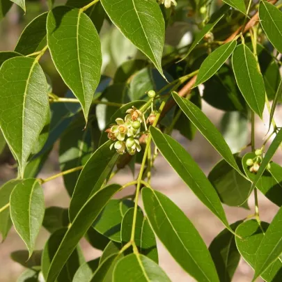 Mahagon - Swietenia Mahagoni - semená - 15 ks