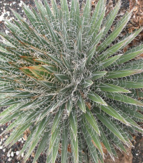 Agáva mexická - Agave filifera - semená - 7 ks