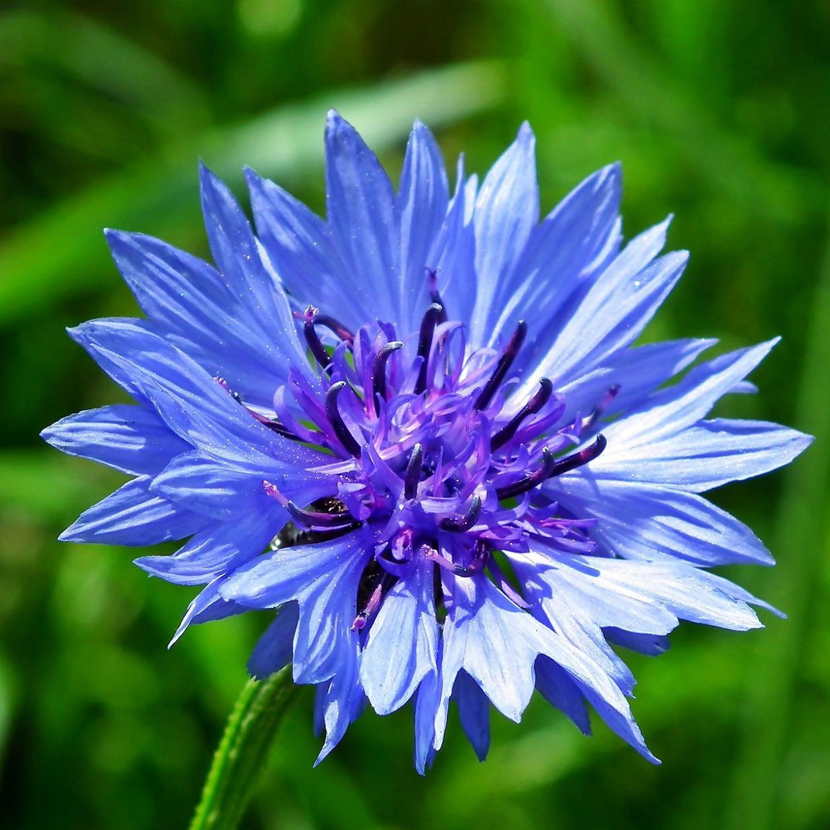 Nevädza modrá - Centaurea cyanus - semená - 30 ks