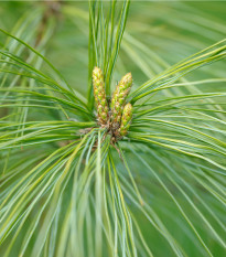 Borovica čínska - Pinus tabuliformis - semená - 15 ks