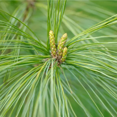 Borovica čínska - Pinus tabuliformis - semená - 15 ks