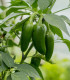Semená chilli – Chilli Jalapeno – Capsicum annuum
