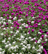 Gomfréna guľovitá zmes farieb - Gomphrena globosa - semená - 35 ks