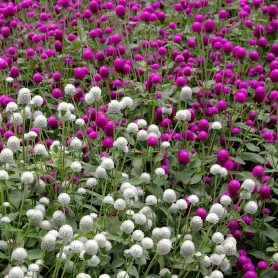 Gomfréna guľovitá zmes farieb - Gomphrena globosa - semená - 35 ks