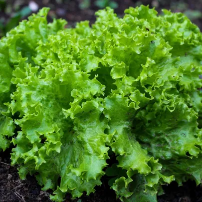 Šalát listový kučeravý Lollo Bionda - Lactuca sativa - semená - 450 ks