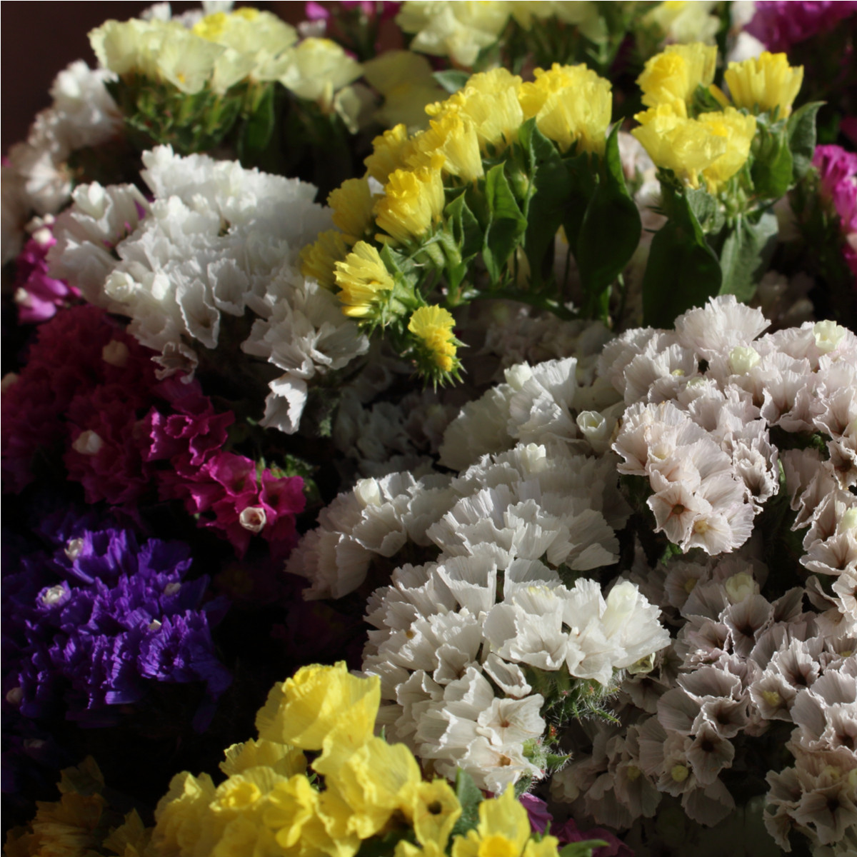 Limonka zohnutá zmes farieb - Limonium sinuatum - semená - 80 ks