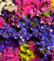 Limonka zohnutá zmes farieb - Limonium sinuatum - semená - 80 ks