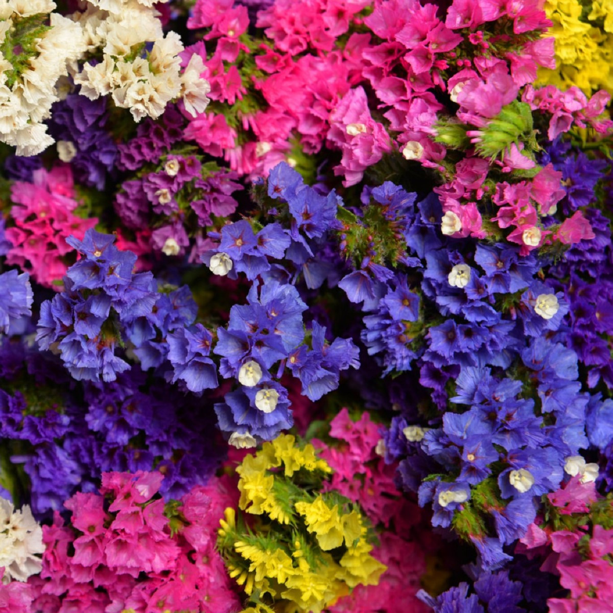 Limonka zohnutá zmes farieb - Limonium sinuatum - semená - 80 ks