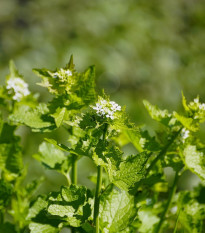 Cesnačka lekárska - Alliaria petiolata - semená - 45 ks