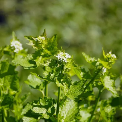 Cesnačka lekárska - Alliaria petiolata - semená - 45 ks