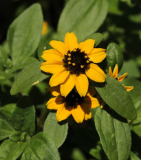 Sanvitália položená - Sanvitalia procumbens - semená - 0,5 g