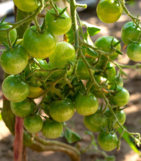 Paradajka Limetto F1 - Solanum lycopersicum - semená - 5 ks