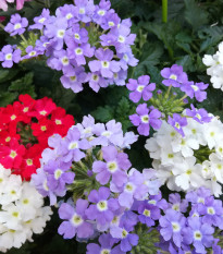 Železník hybridný Tuscany Mix - Verbena hybrida - semená - 15 ks