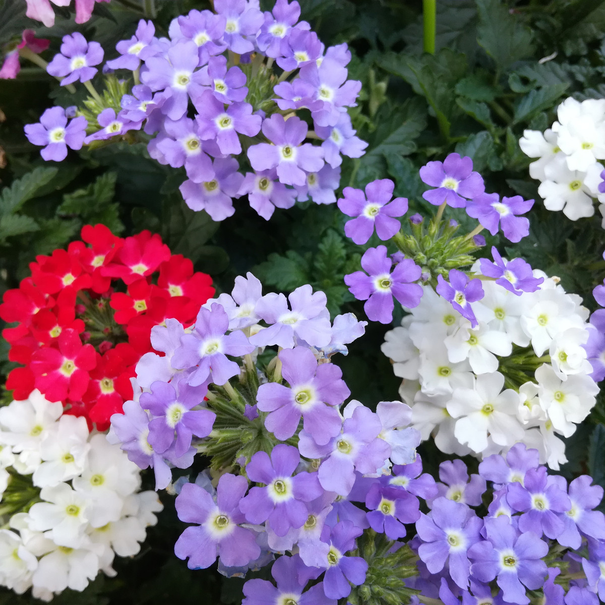 Železník hybridný Tuscany Mix - Verbena hybrida - semená - 15 ks