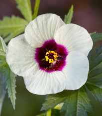 Ibištek konopný - Hibiscus cannabinus - semená - 6 ks