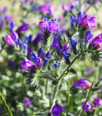 Hadinec skoroceľový - Echium plantagineum - semená - 100 ks